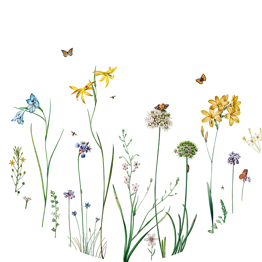 Butterfly Garden wall circle sticker by Artehub
