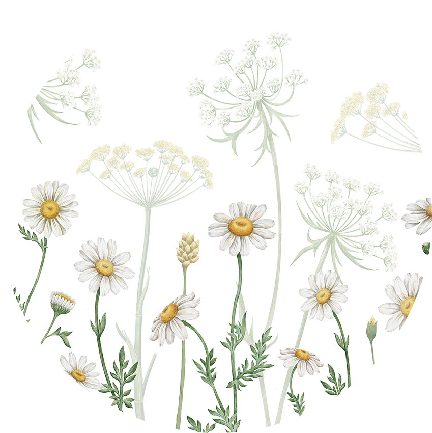 Field Of Daisies wall circle sticker by Artehub